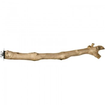 Prevue Branch Coffea Wood Perch for Birds -(18inch)