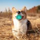 Pets Dog Chew Ball Toy – Durable Interactive Chew & Tug Toy for Dogs | Dental Care, Treat Dispenser, Fetch & Tug Play