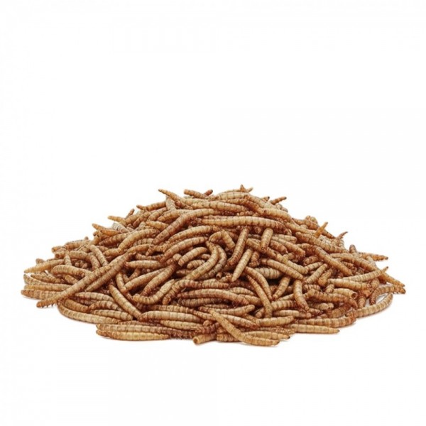 Golden Cat Dried Mealworms Bird Food 10KG (2 x 5KG Sealed Bags) – High Protein Natural Freeze-Dried Feed for Wild Birds, Chickens, Fish, Reptiles & Small Pets Golden Cat Dried Mealworms Bird Food 10KG (2 x 5KG Sealed Bags) – High Protein Natural Freeze-Dried Feed for Wild Birds, Chickens, Fish, Reptiles & Small Pets