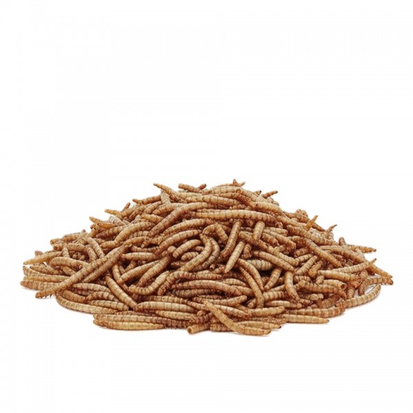 Dried Mealworms are a perfect source of protein for Wild birds, Chicken, Fish, & Reptiles.( 1 KG )