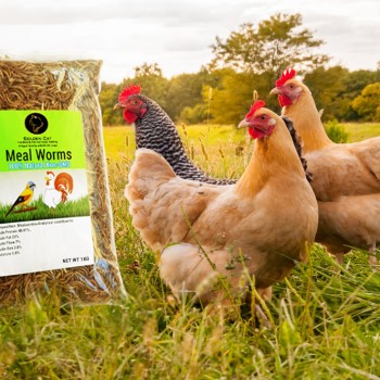 Dried Mealworms are a perfect source of protein for Wild birds, Chicken, Fish, & Reptiles.( 1 KG )