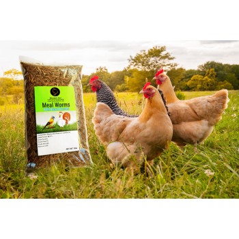 Dried Mealworms are a perfect source of protein for Wild birds, Chicken, Fish, & Reptiles.( 1 KG )