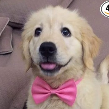 Cute Dog Puppy Cat Kitten Pet Toy Kid Bow Tie Necktie Clothes Cute Dog Puppy Cat Kitten Pet Toy Kid Bow Tie Necktie Clothes