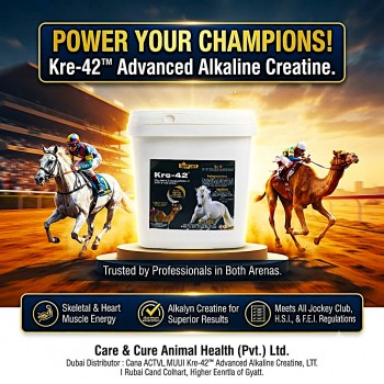 Care & Cure Kre-42 Alkaline Creatine Powder Supplement for Horses and Racing Animals Muscle Energy Strength and Performance Support for Training and Exercise 5 lb 2350 g