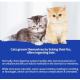 Dr. Vet Hairball Relief Tablets for Cats (180 Tablets) Cat Grass Formula • Hairball Relief • Digestive Support