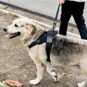 Zee.Dog Gotham Flyharness (Size 1)