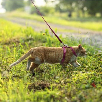DOCO Signature Cat Harness + Leash BLUE