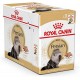 ROYAL CANIN ADULT PERSIAN 1 BOX -12 PS ( 85 G ) For Cat ROYAL CANIN ADULT PERSIAN 1 BOX -12 PS ( 85 G ) For Cat