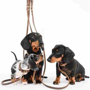 Ezydog Oxford Brown Dog Collar (M)