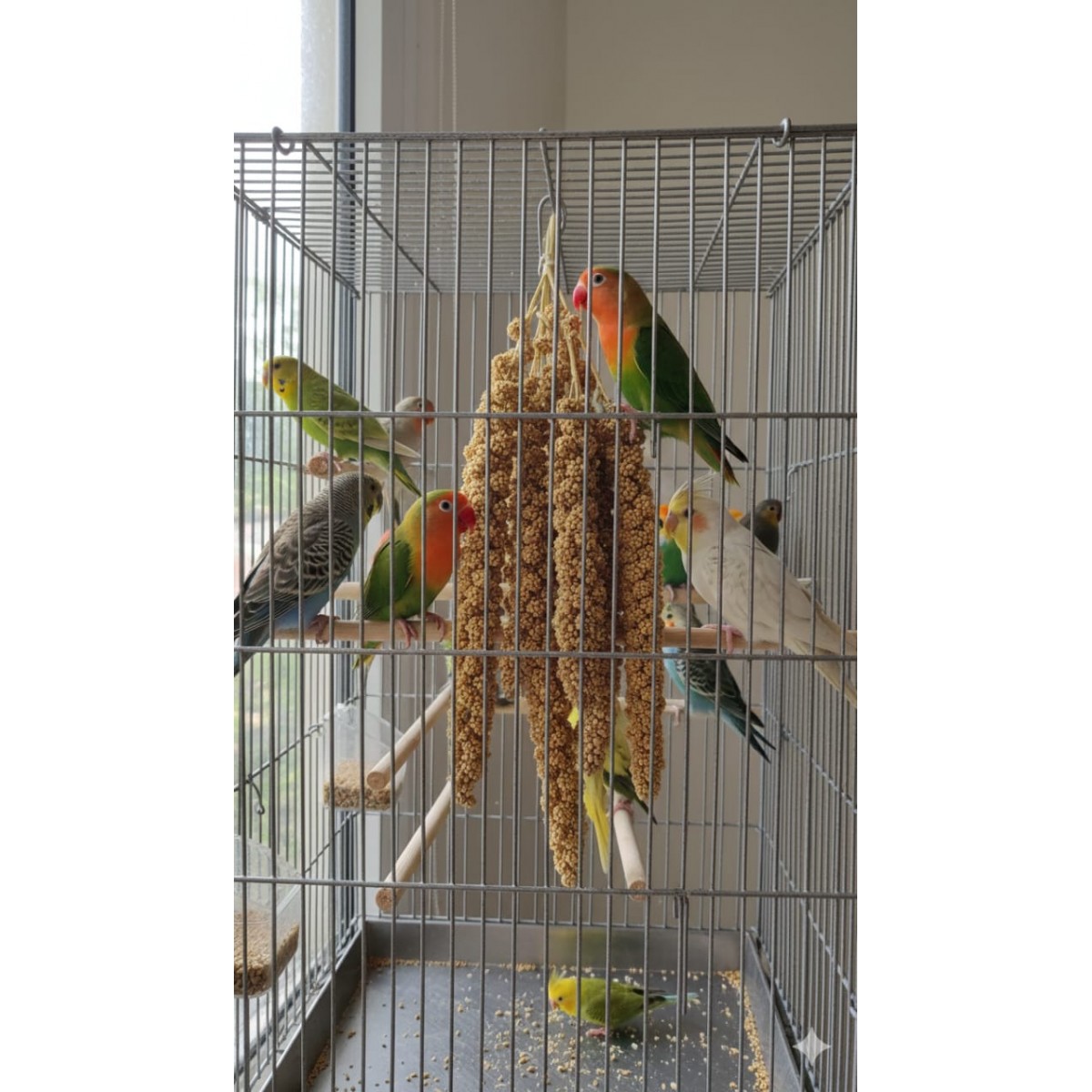 Spray Millet For Birds – 3.5 Oz, Premium Treat For Budgies, Canaries, Finches