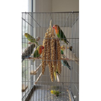 PADO Tasty Millets – Natural Millet Spray Treat for Parrots, Parakeets, Cockatiels, Lovebirds, Canaries & Finches | 250g Foxtail Millet