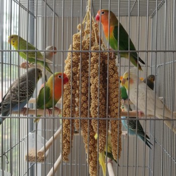 PADO Tasty Millets – Natural Millet Spray Treat for Parrots, Parakeets, Cockatiels, Lovebirds, Canaries & Finches | 250g Foxtail Millet PADO Tasty Millets – Natural Millet Spray Treat for Parrots, Parakeets, Cockatiels, Lovebirds, Canaries & Finches | 250g Foxtail Millet