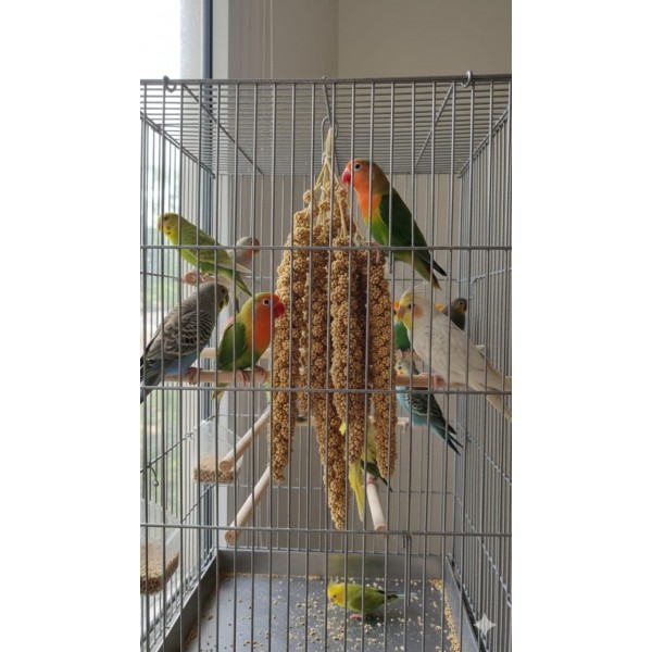 PADO Tasty Millets – Natural Millet Spray Treat for Parrots, Parakeets, Cockatiels, Lovebirds, Canaries & Finches | 250g Foxtail Millet PADO Tasty Millets – Natural Millet Spray Treat for Parrots, Parakeets, Cockatiels, Lovebirds, Canaries & Finches | 250g Foxtail Millet