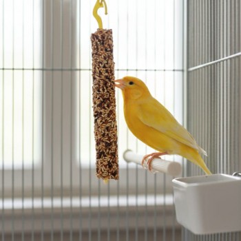 Benelux Bird Snack Sticks – 2 x 55g | Natural, Vitamin-Enriched Treat for Birds | Easy-to-Hang Wooden Sticks