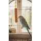 Benelux Bird Sticks with Honey – 2-Pack Treat for Budgerigars & Ornamental Birds | Healthy Nibble Toy with Vitamins