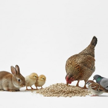 Fujairah Feed Factory – Premium Multi-Species Animal Feed Pellets 20kg Bag | Balanced Nutrition for Livestock & Poultry