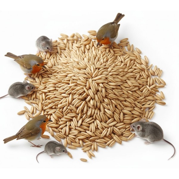 Premium Whole Oats – 100% Natural, High-Energy Livestock & Bird Feed | 25kg Bag