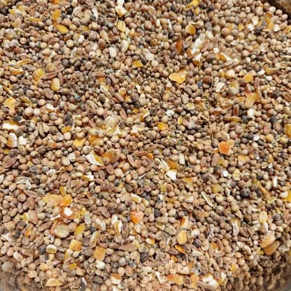 Golden Cat Premium Mixed Bird & Poultry Seeds 5 kg Plastic Barrel – High Protein Whole Grain Feed for Chickens, Hens, Roosters, Pigeons, Doves & Wild Birds – Natural Corn & Millet Blend