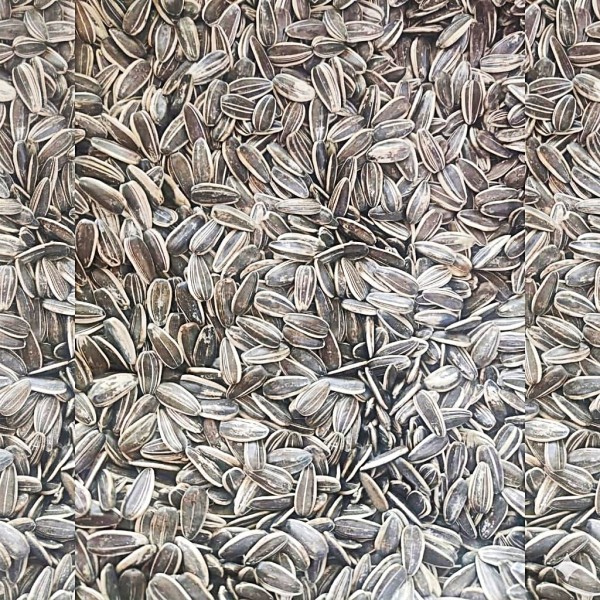 Premium Natural Whole Roasted Sunflower Seeds – 20kg Bag |  High-Protein, High-Fiber Bird & Small Pet Food
