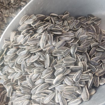 Premium Natural Whole Roasted Sunflower Seeds – 1 kg Bag | High-Protein, High-Fiber Bird & Small Pet Food