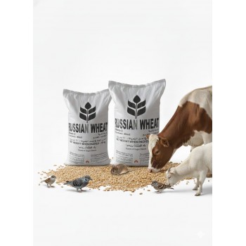 Premium Russian Wheat Grade 2 – Whole Grain Animal Feed (1kg Bag) | High-Energy Natural Grain for Poultry, Birds, Livestock & Farm Animals