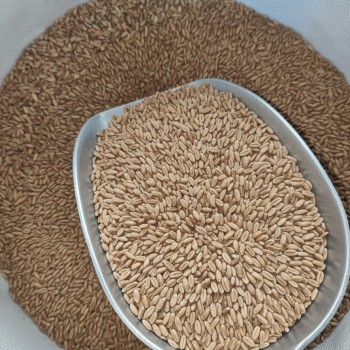 Premium Russian Wheat Grade 2 – Whole Grain Animal Feed (20kg Bag) | High-Energy Natural Grain for Poultry, Birds, Livestock & Farm Animals