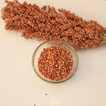 Premium Red Sorghum Seeds – 10kg Bag | Nutritious Feed for Birds, Hamsters, Gerbils, Mice, Rats & Livestock | High-Protein, Vitamin-Rich Natural Grain