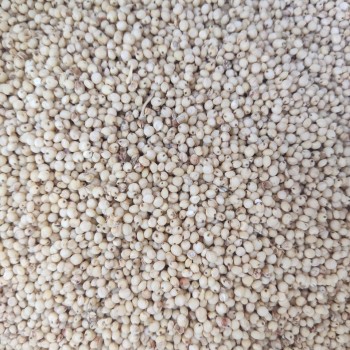 Premium Yellow Sorghum (Milo) Grain – 10kg Bag | High-Energy Feed for Birds, Poultry, Small Pets & Farm Animals
