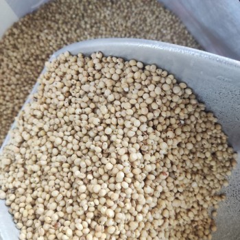 Premium Yellow Sorghum (Milo) – 50kg Bag | High-Energy Feed for Birds, Small Pets & Livestock | Doves, Quail, Pheasants, Parrots, Finches, Budgies, Canaries & More