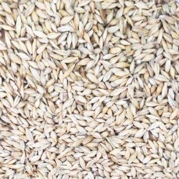 Premium Whole Barley – 10kg Bag | Natural Whole Grain Feed for Wild Birds, Poultry & Livestock | High-Energy, Nutrient-Rich Barley Seed