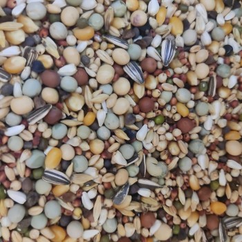 PIGEON Premium Mix – 20 KG | Top-Quality Seed & Grain Feed for Pigeons, Doves & Small Birds | Nutritionally Complete Pet Food for Domestic, Show & Racing Birds | Supports Strong Bones, Glossy Feathers & Optimal Health