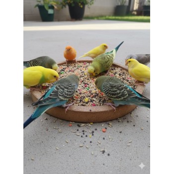 Mixed Canary & Finch Food – Premium Seed Mix 1kg | Complete Nutrition with Vitamins & Minerals | Witte Molen Quality for Canaries, Finches, Budgies, Lovebirds, Parrotlets, Cockatiels, Quails & Small Animals