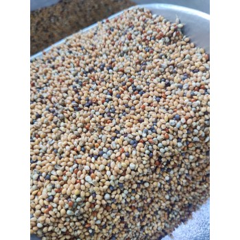Bird Food Daily Seed Mix 1 kg – Millet, Canary Seed, Sorghum & Mixed Grains – Complete Nutrition for Budgies, Finches, Canaries, Cockatiels, Lovebirds, Doves, Pigeons, Sparrows, Quail & Other Small Seed-Eating Birds