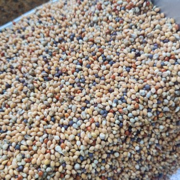 Bird Food Daily Seed Mix 1 kg – Millet, Canary Seed, Sorghum & Mixed Grains – Complete Nutrition for Budgies, Finches, Canaries, Cockatiels, Lovebirds, Doves, Pigeons, Sparrows, Quail & Other Small Seed-Eating Birds