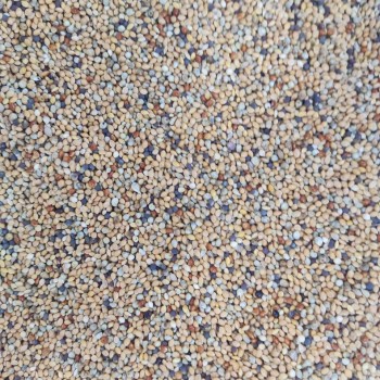 Bird Food Daily Seed Mix 7kg – Millet, Canary Seed, Sorghum & Mixed Grains – Complete Nutrition for Budgies, Finches, Canaries, Cockatiels, Lovebirds, Doves, Pigeons, Sparrows, Quail & Other Small Seed-Eating Birds Bird Food Daily Seed Mix 7kg – Millet, Canary Seed, Sorghum & Mixed Grains – Complete Nutrition for Budgies, Finches, Canaries, Cockatiels, Lovebirds, Doves, Pigeons, Sparrows, Quail & Other Small Seed-Eating Birds