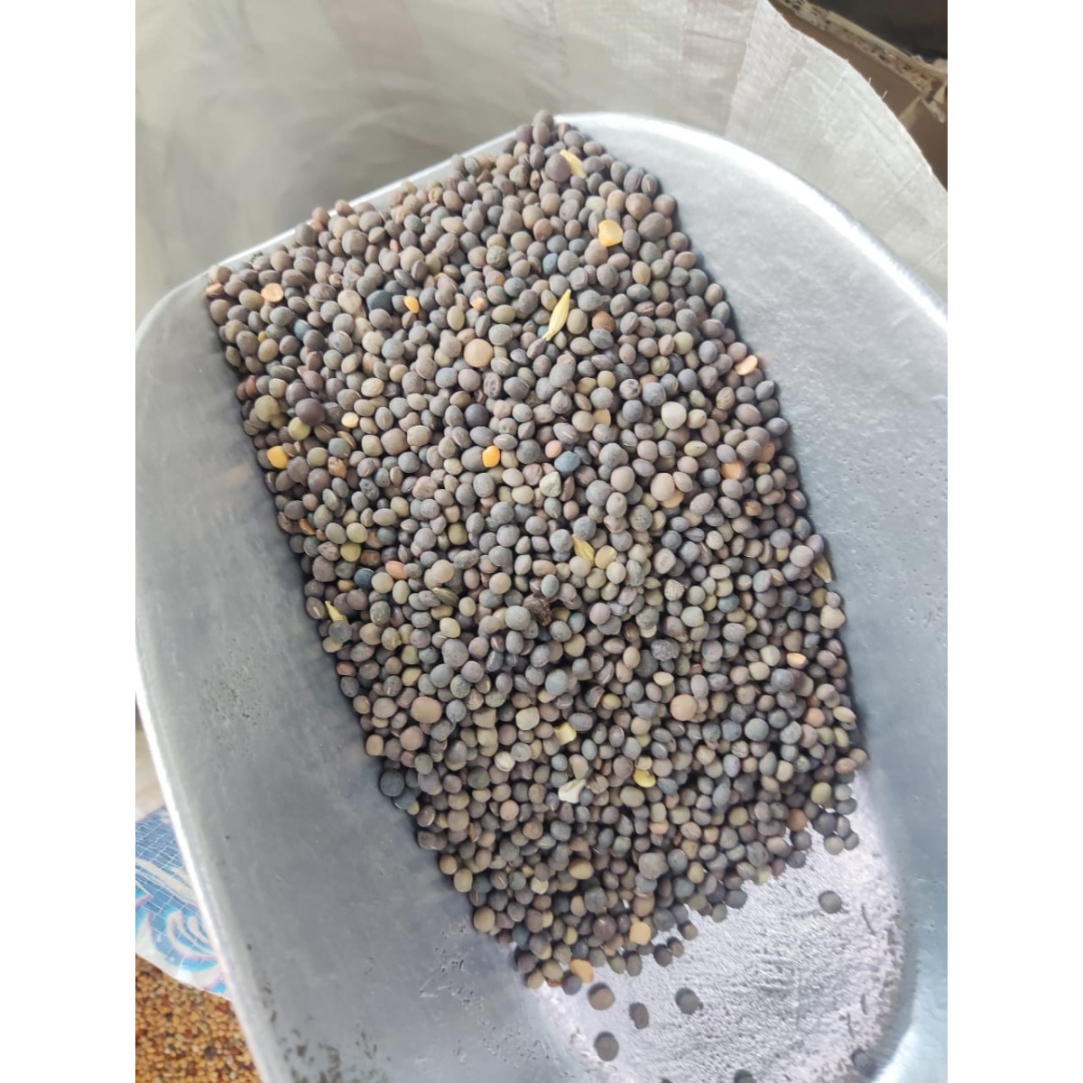 Premium Black Vetch Seeds Bird Food Mix (Masoor Dal) – High-Protein ...