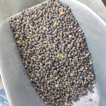 Premium Black Vetch Seeds Bird Food 1 kg – High-Protein Natural Feed for Pigeons, Doves, Finches, Canaries, Budgies, Lovebirds, Cockatiels, Indian Parrots, Conures, Macaws & Cockatoos