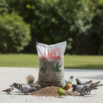 Premium Black Vetch Seeds Bird Food Mix (Masoor Dal) – High-Protein, All-Natural Seed Blend for Pigeons, Doves, Parrots, Parakeets, Finches & Aviary Birds – 1kg Bag