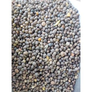Premium Black Vetch Seeds Bird Food Mix (Masoor Dal) – High-Protein, All-Natural Seed Blend for Pigeons, Doves, Parrots, Parakeets, Finches & Aviary Birds – 20kg Bag Premium Black Vetch Seeds Bird Food Mix (Masoor Dal) – High-Protein, All-Natural Seed Blend for Pigeons, Doves, Parrots, Parakeets, Finches & Aviary Birds – 20kg Bag