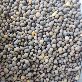 Premium Black Vetch Seeds Bird Food Mix (Masoor Dal) – High-Protein, All-Natural Seed Blend for Pigeons, Doves, Parrots, Parakeets, Finches & Aviary Birds – 20kg Bag Premium Black Vetch Seeds Bird Food Mix (Masoor Dal) – High-Protein, All-Natural Seed Blend for Pigeons, Doves, Parrots, Parakeets, Finches & Aviary Birds – 20kg Bag