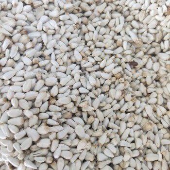 Premium Safflower Seeds (Cardi/Cardisaat) Bird Food – High Protein 27.5% & Healthy Fats – 100% Natural Seed for Cardinals, Parrots, Cockatiels, Canaries, Doves & Wild Birds – Pest-Resistant Feed for Molting & Energy – 10kg Bag