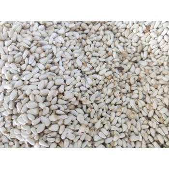Premium Safflower Seeds (Cardi/Cardisaat) Bird Food – High Protein 27.5% & Healthy Fats – 100% Natural Seed for Cardinals, Parrots, Cockatiels, Canaries, Doves & Wild Birds – Pest-Resistant Feed for Molting & Energy – 10kg Bag