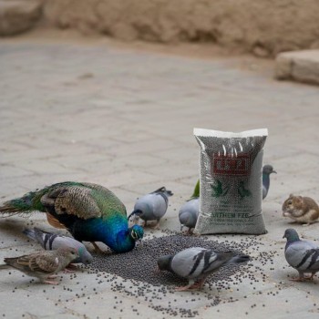 Premium Black Mustard Seeds for Birds – High-Energy Seed for Finches, Parrots, Pigeons & Poultry – Natural Bird Food Supplement -1kg Bag