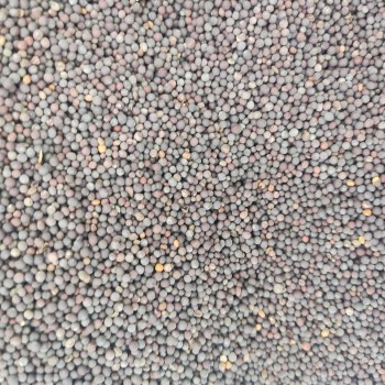 Premium Black Mustard Seeds for Birds – High-Energy Seed for Finches, Parrots, Pigeons & Poultry – Natural Bird Food Supplement -15kg Bag