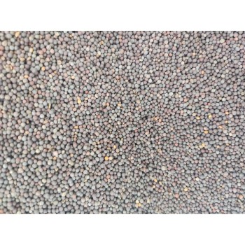 Premium Black Mustard Seeds for Birds 1 kg – High-Energy Natural Bird Food for Finches, Canaries, Parrots, Cockatiels, Lovebirds, Pigeons, Doves, Chickens, Ducks, Quail, Turkeys & Poultry Feed