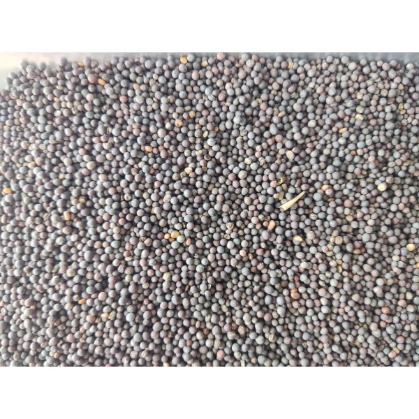 Premium Black Mustard Seeds for Birds – High-Energy Seed for Finches, Parrots, Pigeons & Poultry – Natural Bird Food Supplement -1kg Bag
