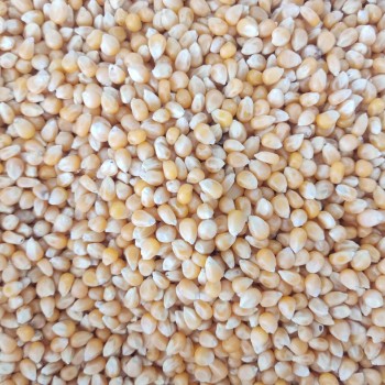 Al Masroor Premium Whole Yellow Corn Kernels 1 kg – High-Energy Popcorn Seeds for Parrots, Pigeons, Chickens, Ducks, Quail, Turkeys, Wild Birds, Poultry, Livestock & Wildlife Feed