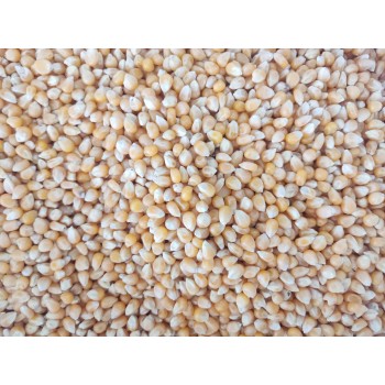 Al Masroor Premium Whole Yellow Corn Kernels 1 kg – High-Energy Popcorn Seeds for Parrots, Pigeons, Chickens, Ducks, Quail, Turkeys, Wild Birds, Poultry, Livestock & Wildlife Feed