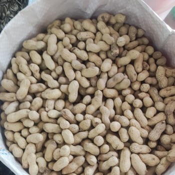 Plain Unsalted Peanuts for Birds & Small Animals – 10kg Bag | Raw, Aflatoxin-Tested, Safe for Parrots, Wild Birds, Squirrels, Hamsters & Rabbits