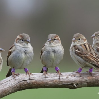 100 Pcs Purple Chicken & Bird Leg Rings – 9mm Plastic Identification Bands for Poultry, Pigeons, Parrots, Conure, Macaw, African Grey – Numbered Clip-On Foot Bands for Small & Large Birds